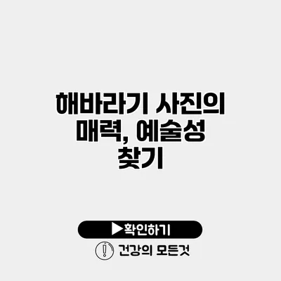 해바라기 사진의 매력, 예술성 찾기